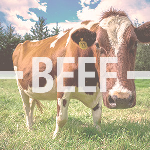 愛(ài)爾蘭牛肉、羊肉、家禽、...
